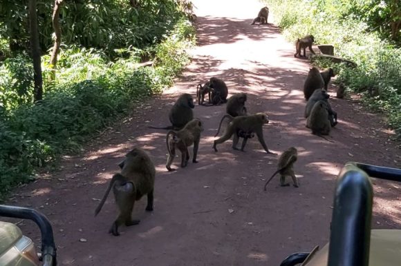 NP Manyara, na safariju