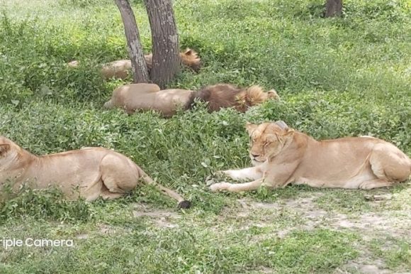 Odmor poslije ručka, na safariju