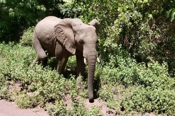 U NP Manyara, safari