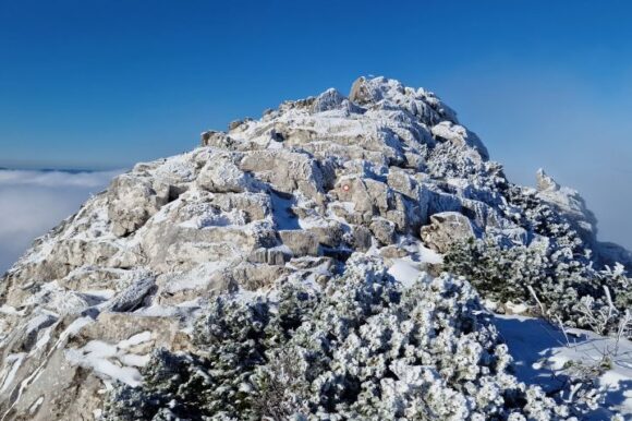 RISNJAK 1528 M