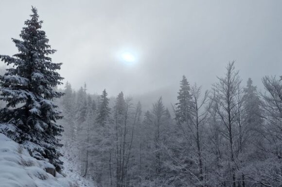 TIHE ŠUME GORSKOG KOTARA