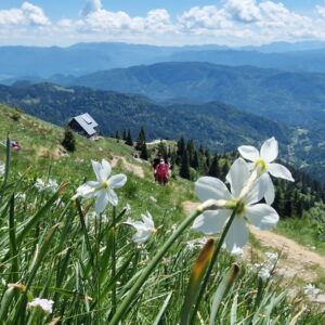 Narcise na Golici (1835 m) – jednodnevni planinarski izlet 31.05.2026.