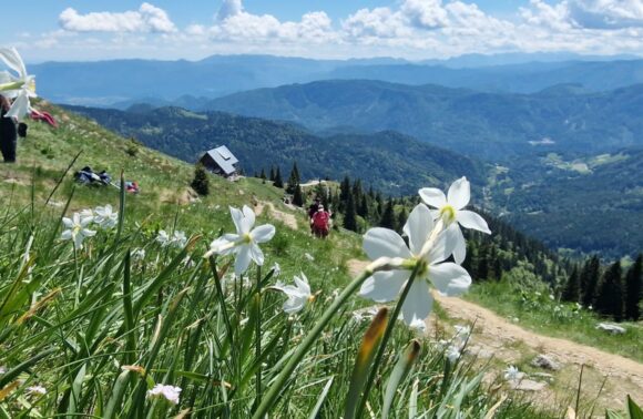Narcise na Golici (1835 m) – jednodnevni planinarski izlet 31.05.2026.